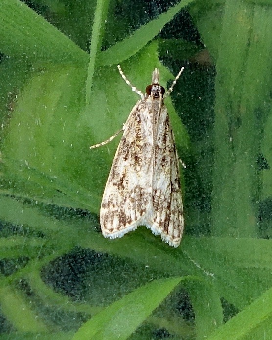 eudonia mercurella